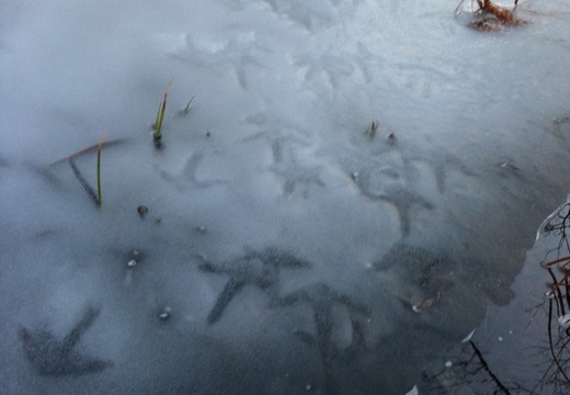Pond on Sheltowee Trace, turkey tracks